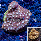 LiveAquaria® Cultured Cyphastrea Frag (click for more detail)