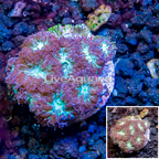 LiveAquaria® Cultured Blastomussa Coral (click for more detail)