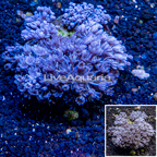 Xenia Coral Indonesia (click for more detail)