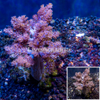 Pineapple Tree Coral Indonesia (click for more detail)