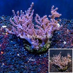 Pineapple Tree Coral Indonesia (click for more detail)