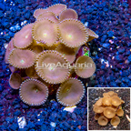 Protopalythoa Coral Indonesia (click for more detail)