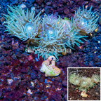 Ultra Duncan Coral Australia (click for more detail)