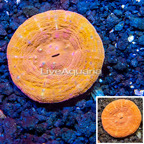 Scolymia Coral Australia (click for more detail)