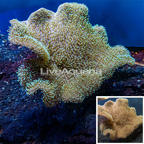 Toadstool Leather Mushroom Coral Indonesia (click for more detail)