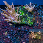 Tree Coral Indonesia (click for more detail)
