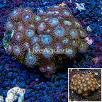 Zoanthus Coral Indonesia (click for more detail)