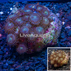 Zoanthus Coral Indonesia (click for more detail)