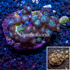 Zoanthus Coral Indonesia (click for more detail)