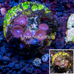 Zoanthus Coral Indonesia (click for more detail)
