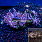 Tree Coral Indonesia (click for more detail)