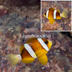 Clarkii Clownfish (click for more detail)