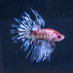 Koi Crowntail Betta, Male (click for more detail)