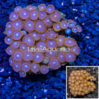 Zoanthus Coral Indonesia (click for more detail)