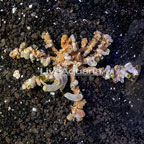 Decorator Crab (click for more detail)