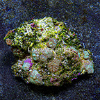 Mushroom Rock Rhodactis Indonesia (click for more detail)