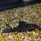Mustard Spot (LDA-31) Plecostomus  (click for more detail)