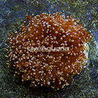 Gold Tip Frogspawn Coral Indonesia (click for more detail)