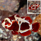 Peacekeeper Maroon Clownfish (click for more detail)