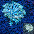 Goniopora Coral Vietnam (click for more detail)