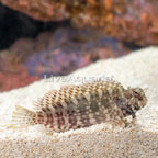Sailfin/Algae Blenny (click for more detail)