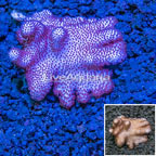 Blushing Leather Coral Indonesia (click for more detail)
