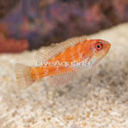 Carpenter's Flasher Wrasse,  Initial Phase (click for more detail)