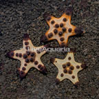Chocolate Chip Sea Star, Trio (click for more detail)