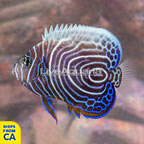 Emperor Angelfish, Juvenile (click for more detail)
