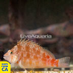 Bleeker's Hawkfish (click for more detail)