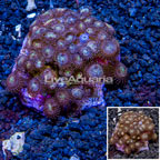 Zoanthus Coral Indonesia (click for more detail)