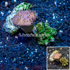 Toadstool Leather Mushroom Coral Vietnam (click for more detail)