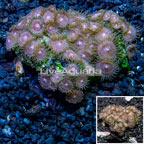 Zoanthus Coral Vietnam (click for more detail)