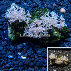 Xenia Coral Indonesia (click for more detail)