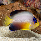 Multicolor Angelfish (click for more detail)