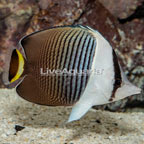 Whiteface Butterflyfish (click for more detail)