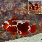 Peacekeeper Maroon Clownfish (click for more detail)