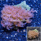 Waving Hand Coral Vietnam (click for more detail)