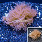 Waving Hand Coral Vietnam (click for more detail)