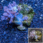 Pineapple Tree Coral Indonesia (click for more detail)