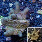 Devil's Hand Leather Coral Indonesia (click for more detail)
