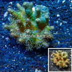 Devil's Hand Leather Coral Indonesia (click for more detail)