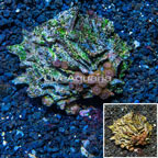 Zoanthus Coral Vietnam (click for more detail)
