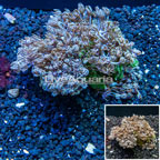 Xenia Coral Vietnam (click for more detail)