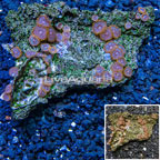 Zoanthus Coral Vietnam (click for more detail)