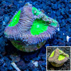LiveAquaria® Cultured Goniastrea Brain Coral (click for more detail)