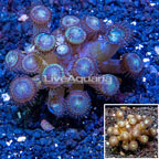 LiveAquaria® Cultured Zoanthus Coral (click for more detail)