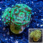 LiveAquaria® Cultured Hammer Coral (click for more detail)
