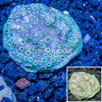 LiveAquaria® Cultured Pavona Coral (click for more detail)