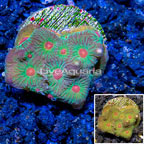 LiveAquaria® Cultured Favia Coral (click for more detail)